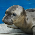 Seal Video